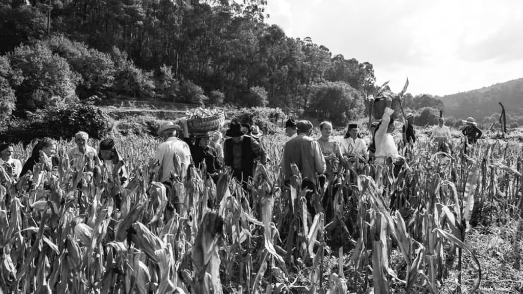 Rancho “A Primavera” de São João Baptista trouxe a Vila Cova de Perrinho tradição de desfolhada à moda antiga