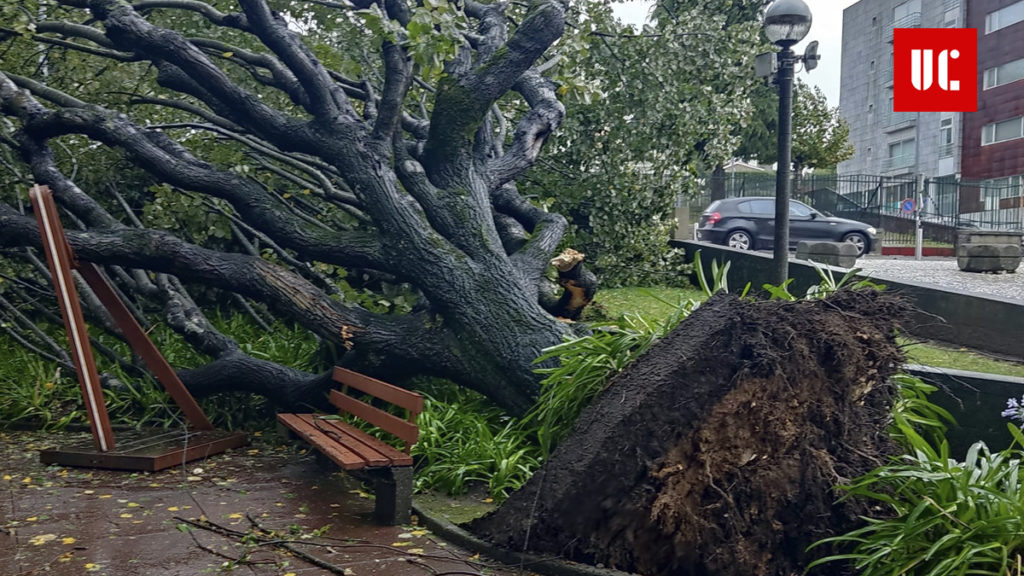 Vale de Cambra regista 49 ocorrências causadas pelo temporal. Inundações e quedas de árvores fecham rua Júlio Dinis e jardim da Feira dos Ovos